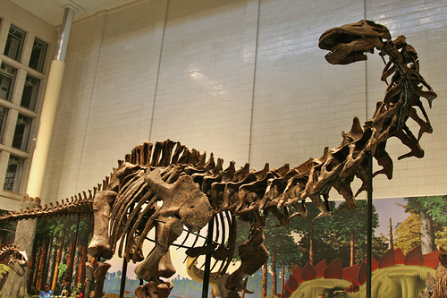 Apatosaurus louisae CMNH